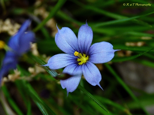 {Sisyrinchium atlanticum}